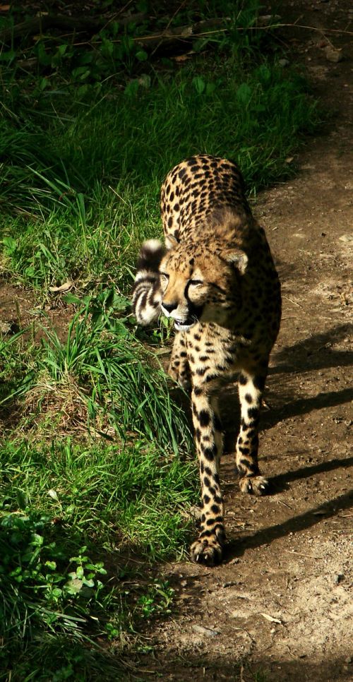 cheetah walking big cat