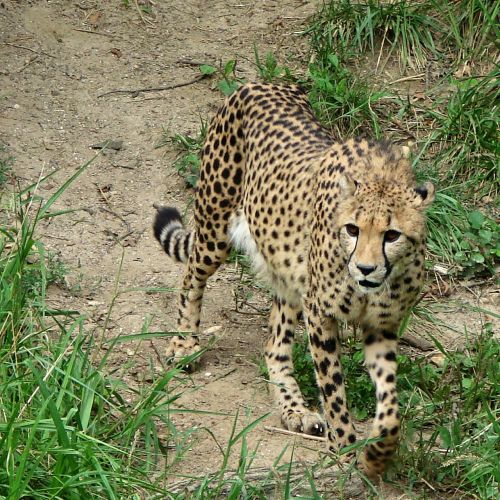 cheetah walking big cat