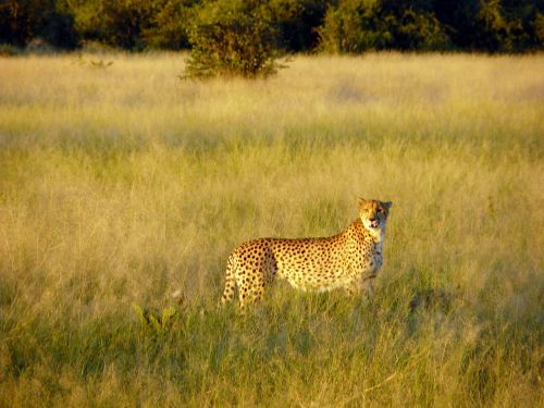 cheetah african bush savannah