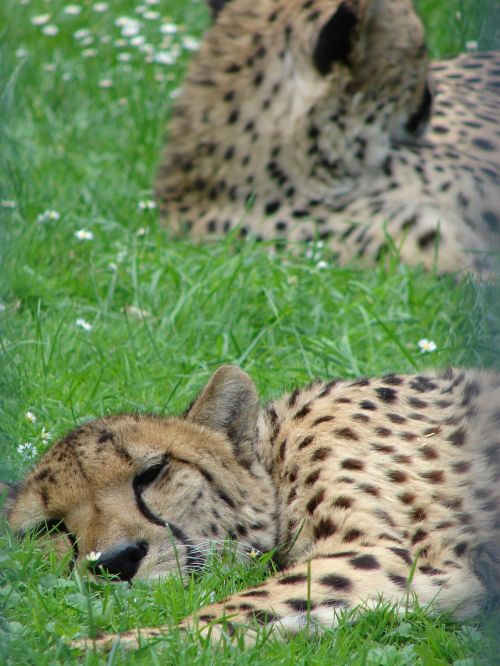 cheetah sleep grass