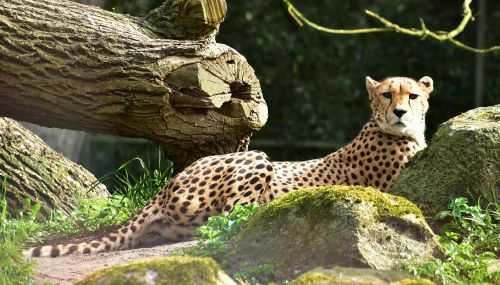 cheetah cat nature