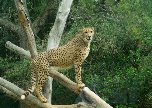 cheetah feline tawny