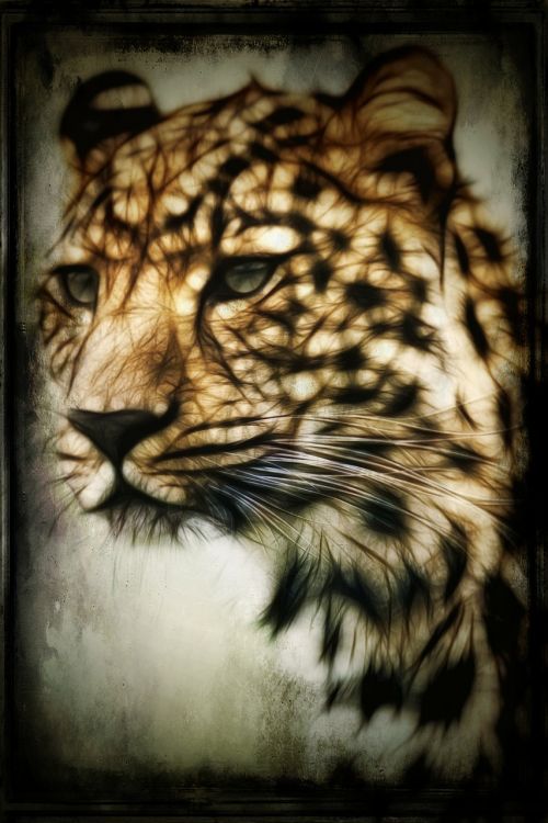 cheetah hunting-leopard wild cat