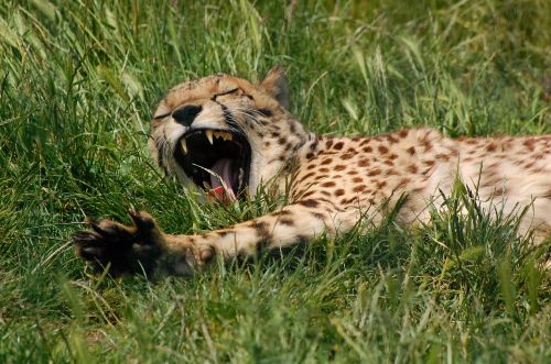 cheetah animal wild