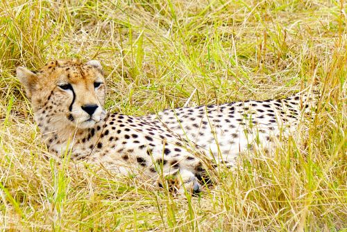 cheetah big cat predator