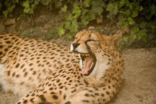 cheetah predator cat