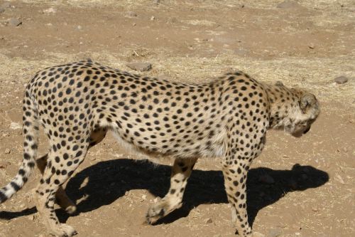 cheetah cat wild animal