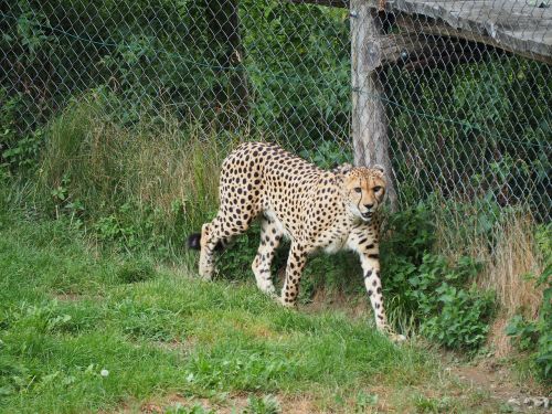 cheetah zoo nature