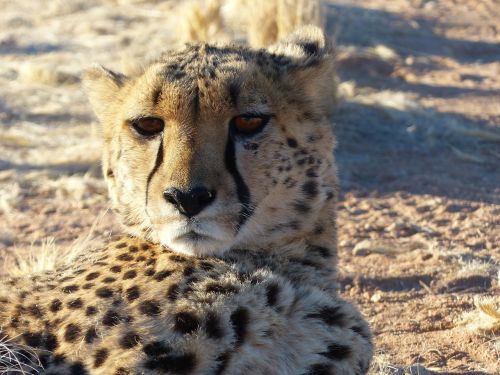 cheetah cat rearing