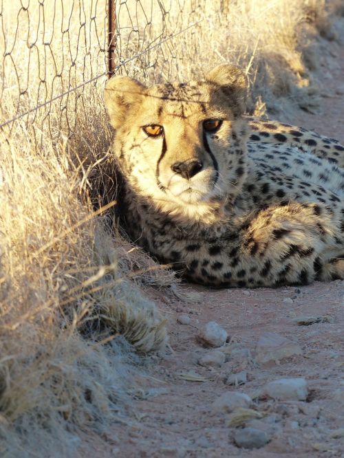 cheetah tame nambia