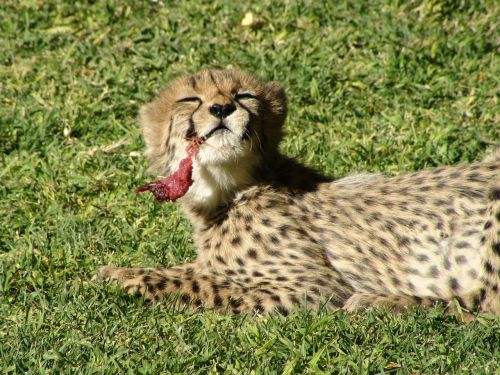 cheetah namibia baby