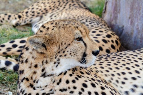 cheetah cat big cat