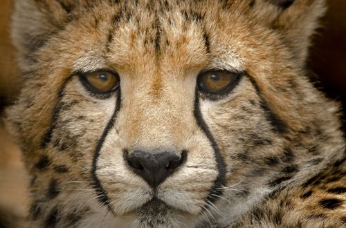 cheetah cub close spots eyes