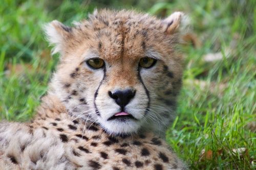cheetah cub cheetah wildlife