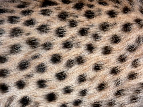 Cheetah Spots