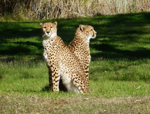 cheetahs big cat wildlife