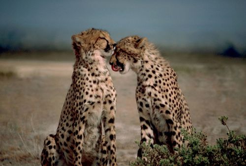 cheetahs two together