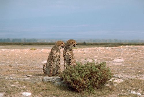 cheetahs cats two
