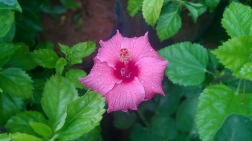 chembarathi hibiscus pink