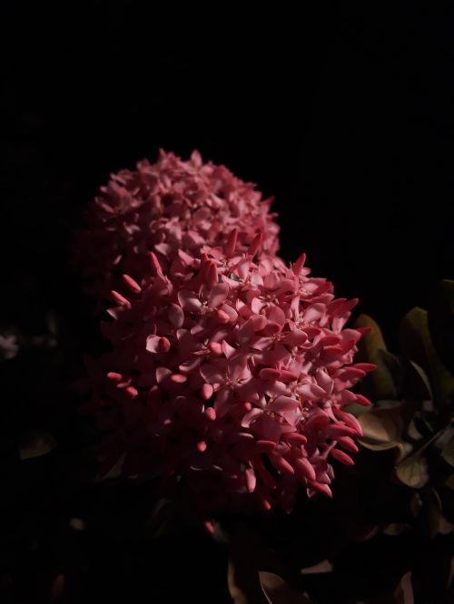 chennai flowers pink