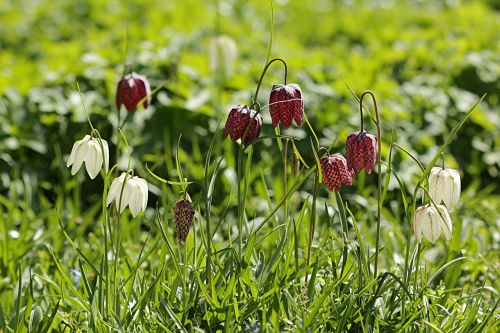 chequered fritillaria meleagris lily family