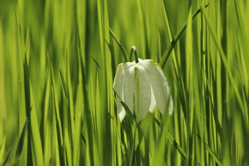 chequered  flower  blossom