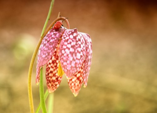 chequered  flower  plant