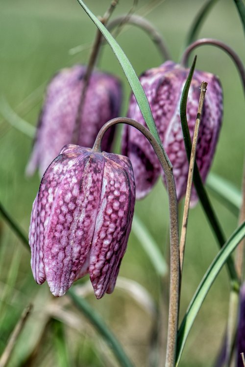 chequered  nature  plant