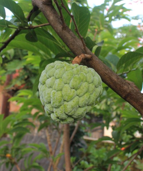 cherimoya fruit food