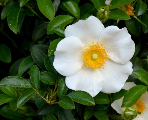 Cherokee Rose