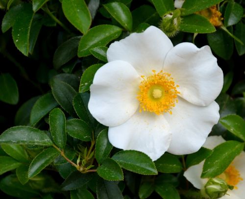 cherokee rose rose white