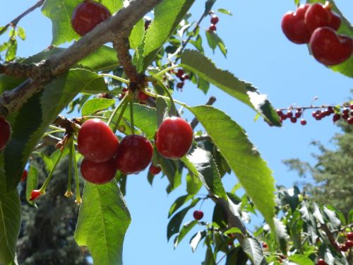 cherries sky leona valley