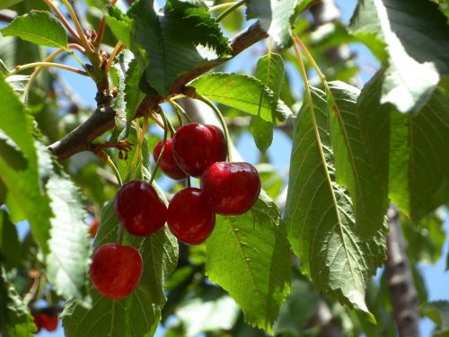 cherries ripe fruits