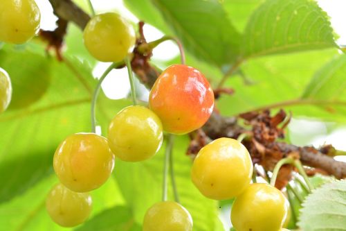 cherries fruit immature