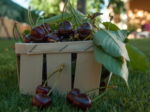 cherries fruit red fruits