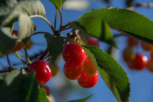 cherries branch cherry