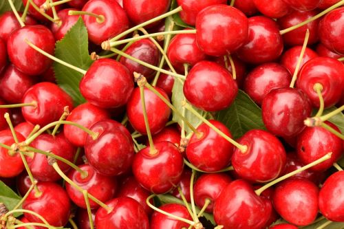 cherries background fruit