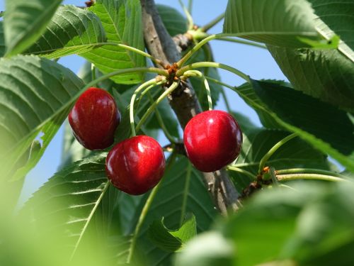 cherries fruits summer