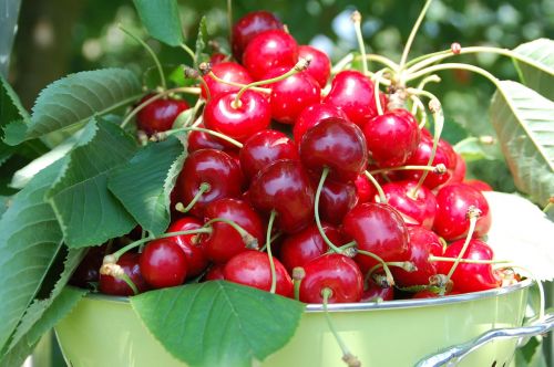 cherries collection fruit