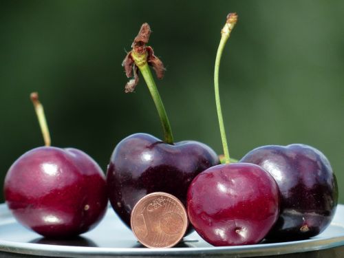 cherries large huge