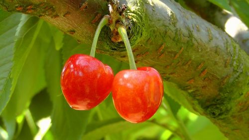 cherries cherry red