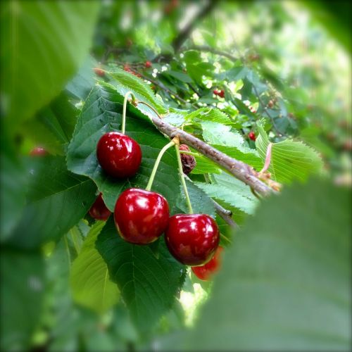 cherries red cherry