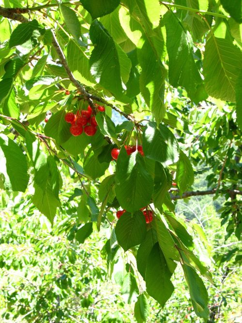 cherries tree sicily