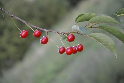 cherries fruit red