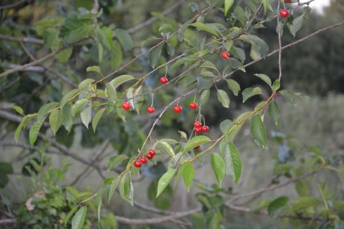 cherries leaf cherry