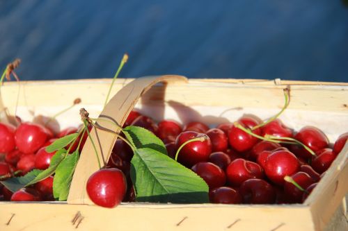 cherries cherry basket fruit