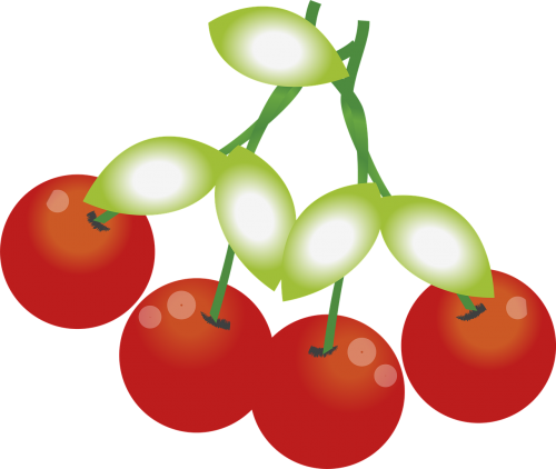 cherries fruit plant