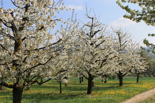 cherries  cherry blossom