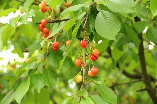 cherries  fruit tree  fruit