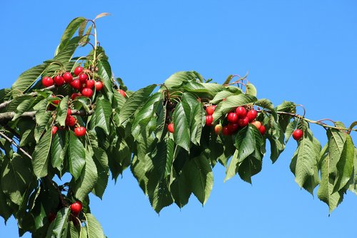 cherries  fruit  sprig